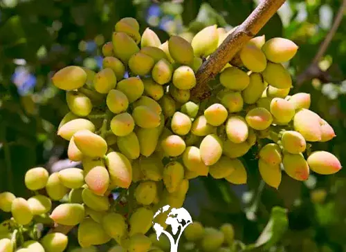 عکس احمد آقایی