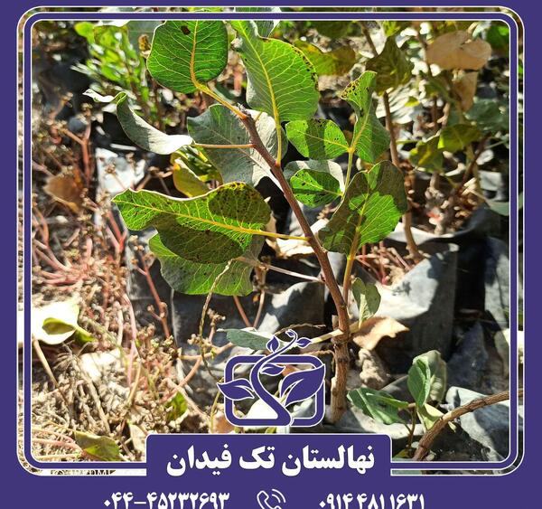 عکس احمد آقایی