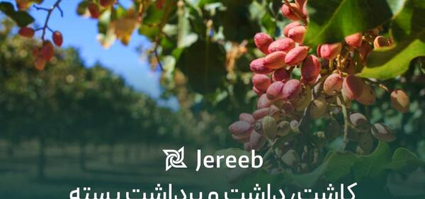 عکس درخت پسته احمد آقایی