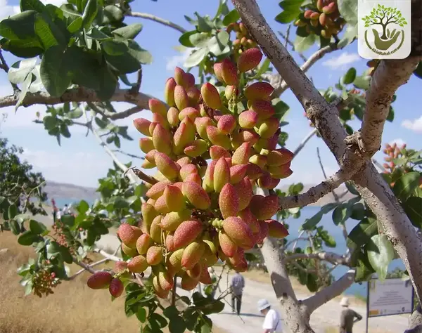 عکس درخت پسته احمد آقایی