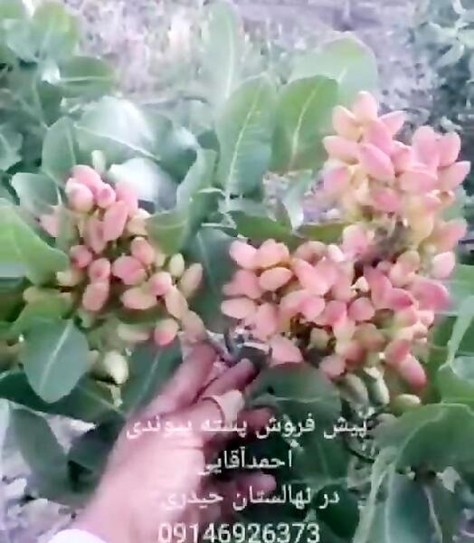 عکس درخت پسته احمد آقایی