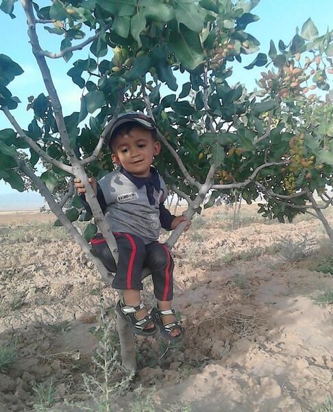 عکس درخت پسته احمد آقایی