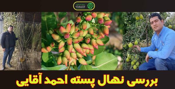 عکس درخت پسته احمد آقایی