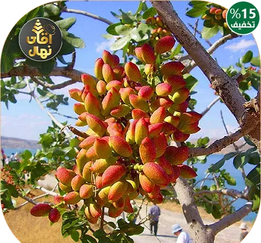 عکس درخت پسته احمد آقایی