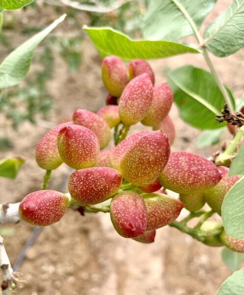 عکس درخت پسته احمد آقایی