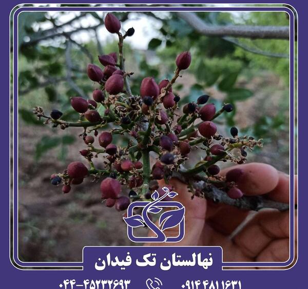 عکس درخت پسته احمد آقایی
