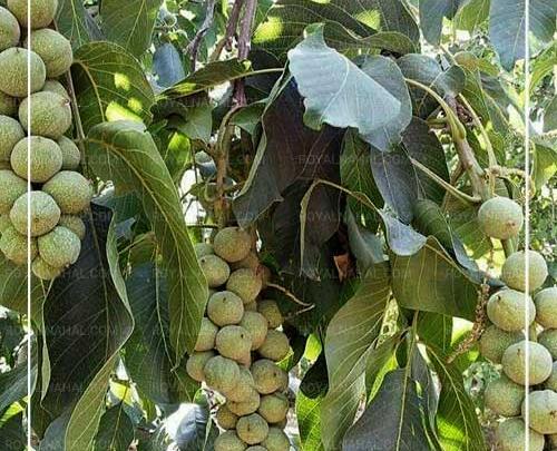 عکس اسرائیلی