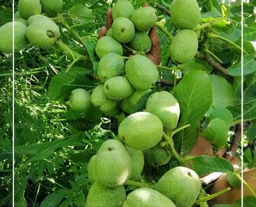 عکس اسرائیلی