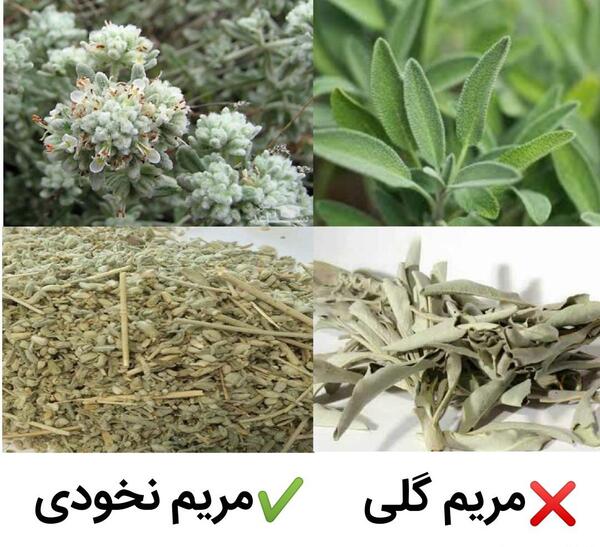 عکس گیاه مریم نخودی