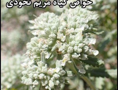 عکس گیاه مریم نخودی