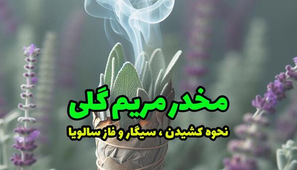 عکس گیاه مریم گلی کوهی