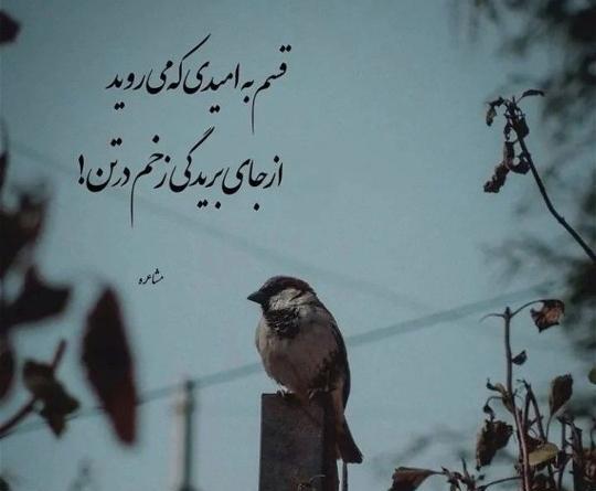 عکس نوشته آدم های بی معرفتی هستیم