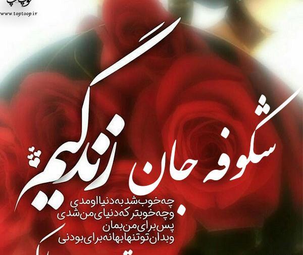 عکس نوشته به اسم شکوفه