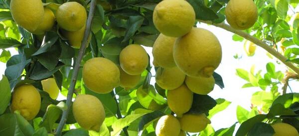 عکس نوشته لیمو شیرین