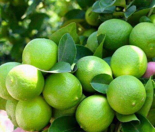 عکس نوشته لیمو شیرین