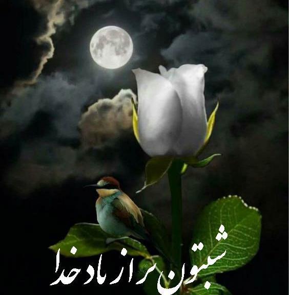 عکس نوشته زیبا برای شب بخیر گفتن