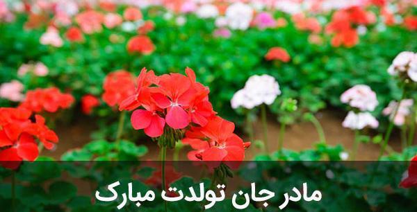 عکس نوشته تولد مادر بزرگ