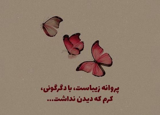 پروانه به انگلیسی عکس نوشته