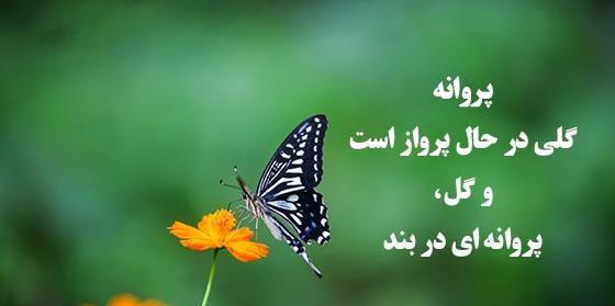 پروانه به انگلیسی عکس نوشته
