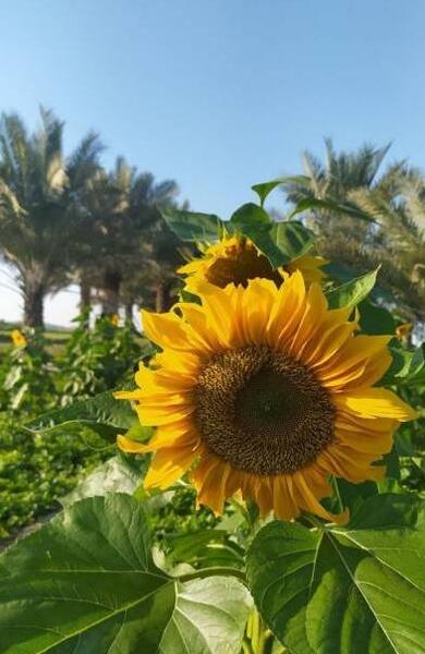 عکس فیک در طبیعت