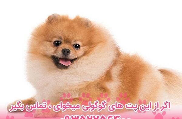 عکس فیک سگ خانگی