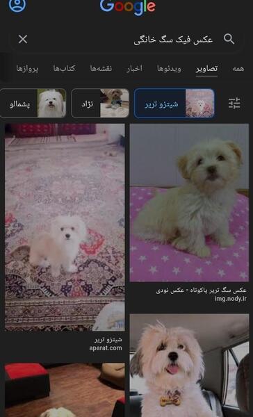 عکس فیک سگ خانگی