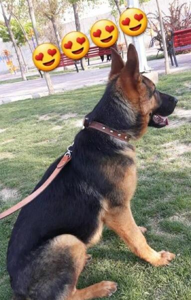 عکس فیک سگ ژرمن