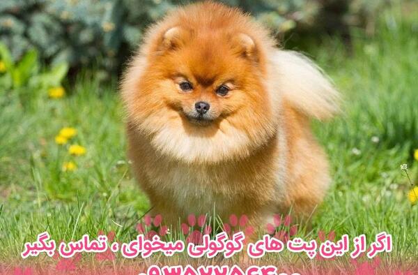 عکس فیک سگ پامرانین