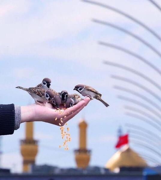 عکس نوشته ی امیری حسین ونعم الامیر