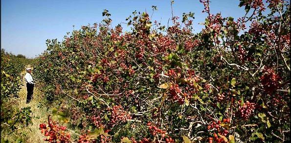 عکس حسین آباد مهردشت