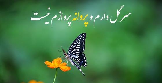 عکس نوشته گل و پروانه