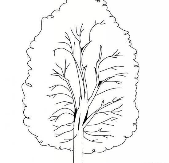 عکس درخت ساده برای طراحی
