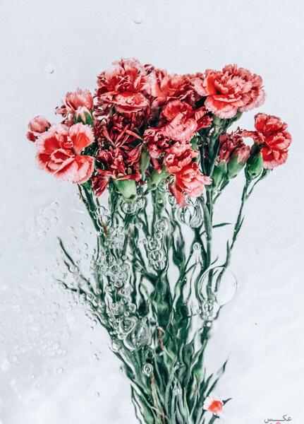 عکس پرتره از گل