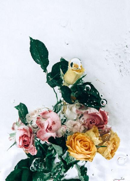 عکس پرتره از گل