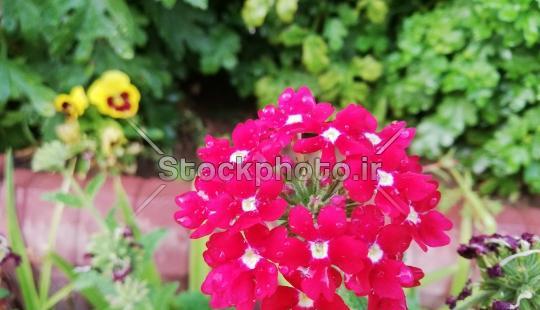 عکس پرتره از گل