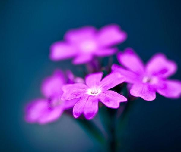 عکس پرتره از گل