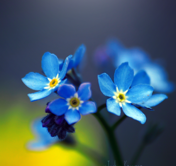 عکس پرتره از گل