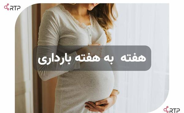 بارداری هفته به هفته با عکس