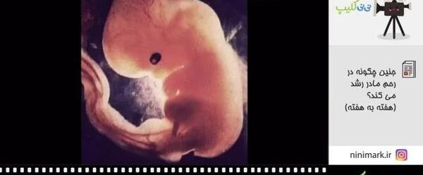 بارداری هفته به هفته با عکس