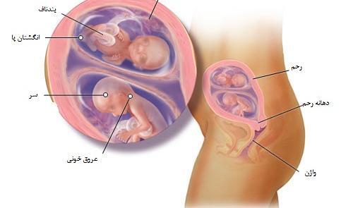 عکس بارداری دوقلو هفته به هفته