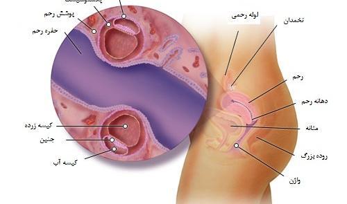 عکس بارداری دوقلو هفته به هفته