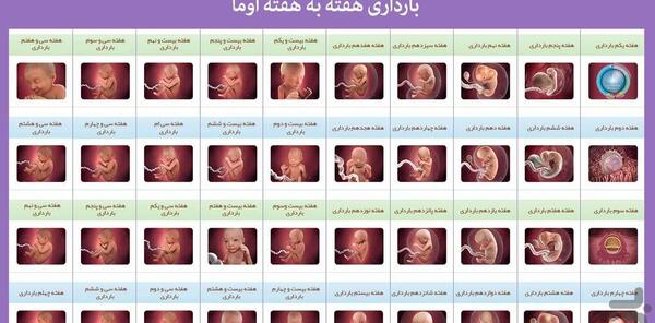عکس جنین هفته به هفته بارداری
