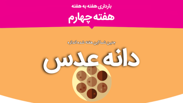 عکس جنین هفته به هفته بارداری