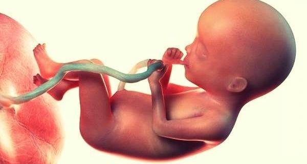 عکس جنین هفته به هفته بارداری
