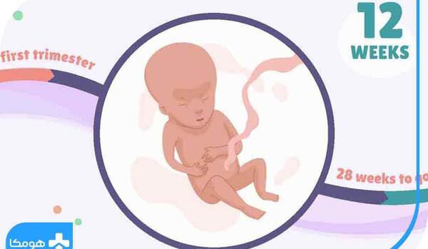 عکس جنین هفته به هفته بارداری