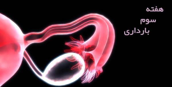 عکس های هفته به هفته بارداری