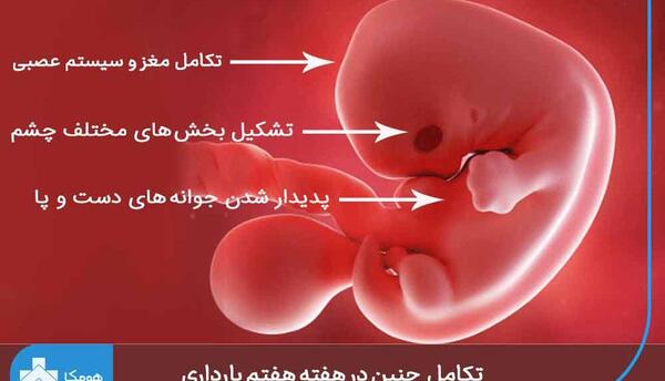 عکس جنین در هفته اول بارداری