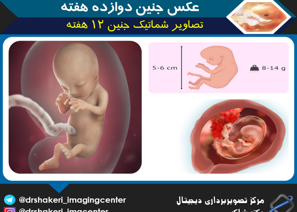 عکس جنین هفته اول بارداری