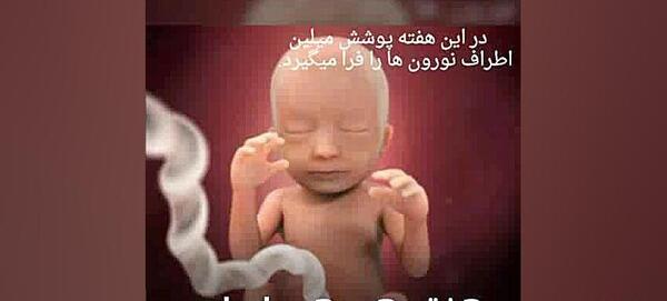 عکس جنین در ماه به ماه بارداری