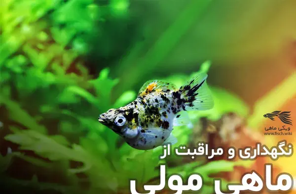 عکس ماهی گوپی باردار